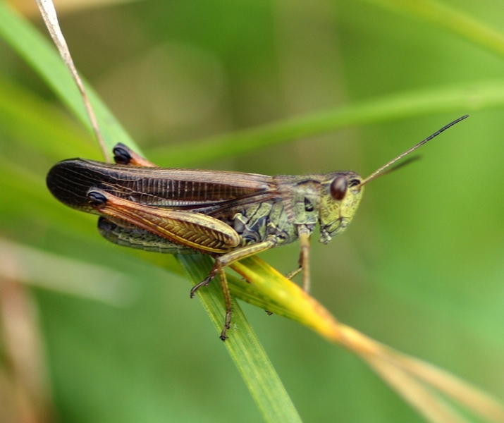 Acrididae - Stauroderus scalaris